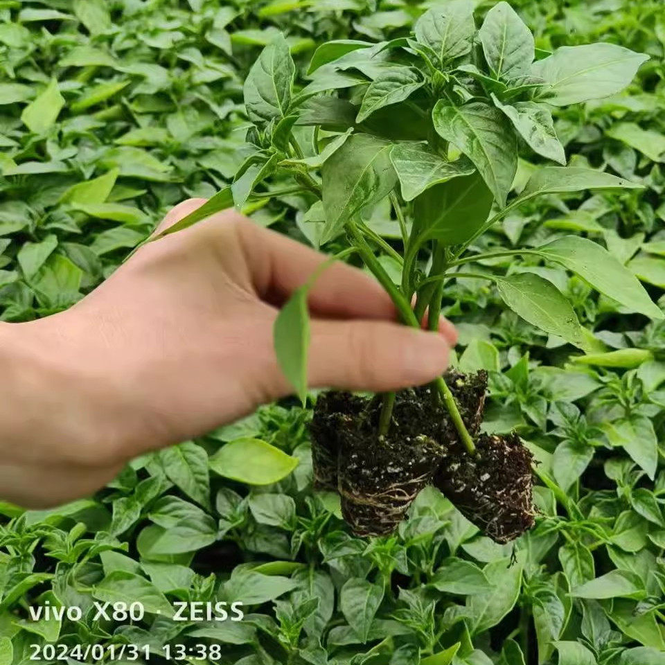 线椒种籽辣苗秧薄皮杭子阳
