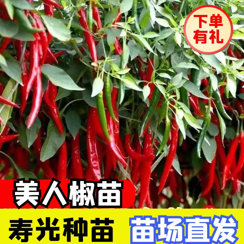 美人椒秧苗种籽穴盘辣椒秧苗四季室内外大棚阳台种植辣椒秧苗高产