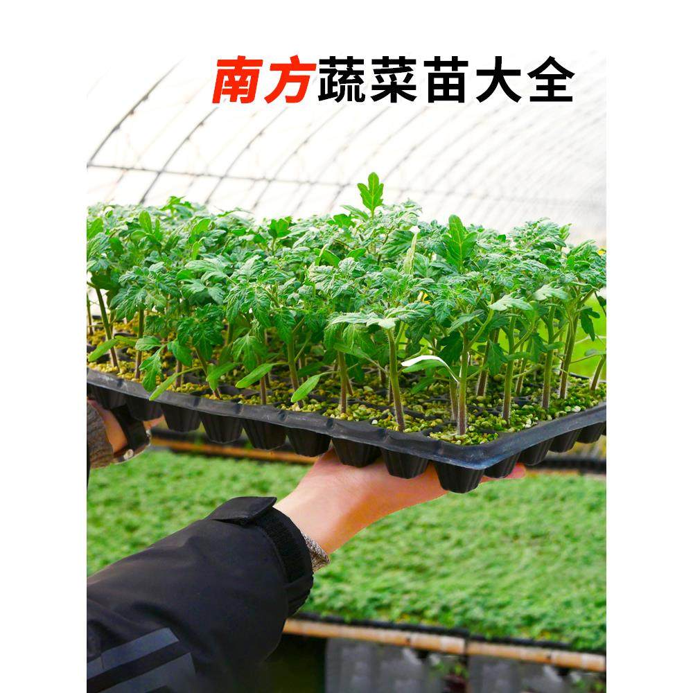 寿光蔬菜苗辣椒小番茄西红