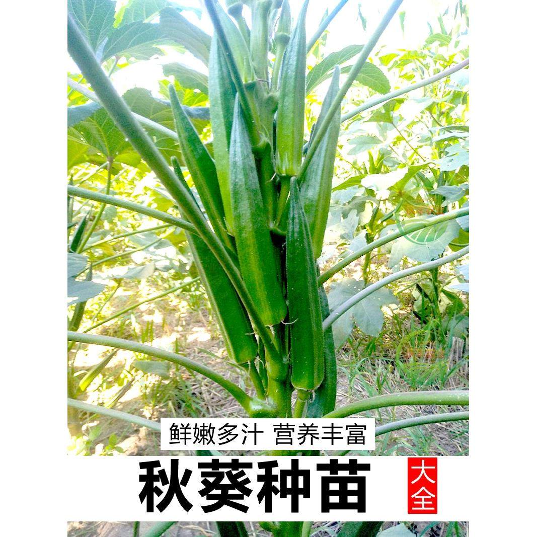 黄秋葵种子籽苗红水果四季