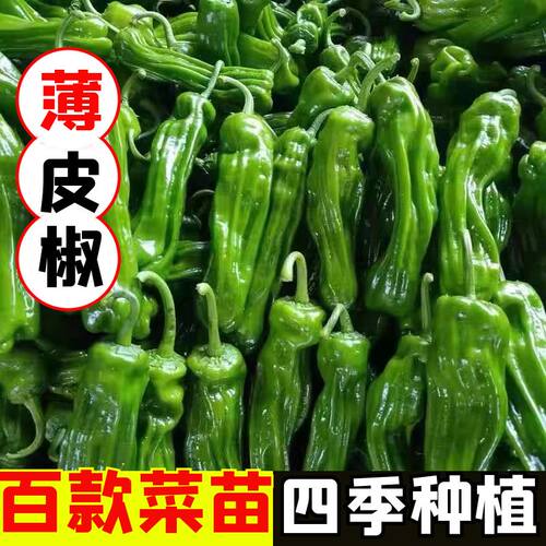 山东寿光蔬菜苗寿光辣椒苗薄皮椒