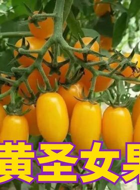黄色圣女果苗子樱桃小番茄苗蔬菜苗子西红柿种籽菜苗春天果苗孑秧