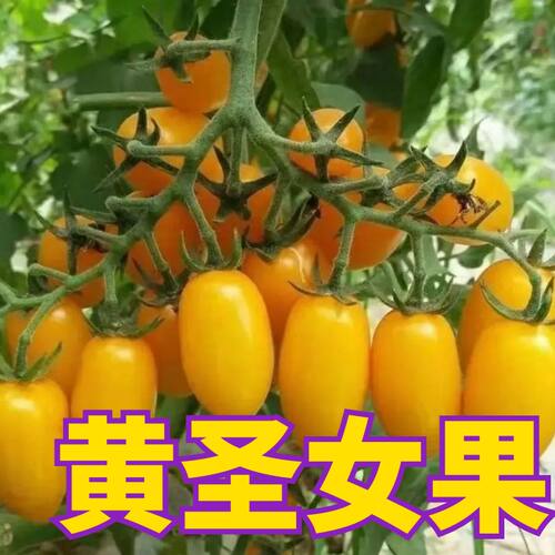 黄圣女果苗子黄圣女果秧苗