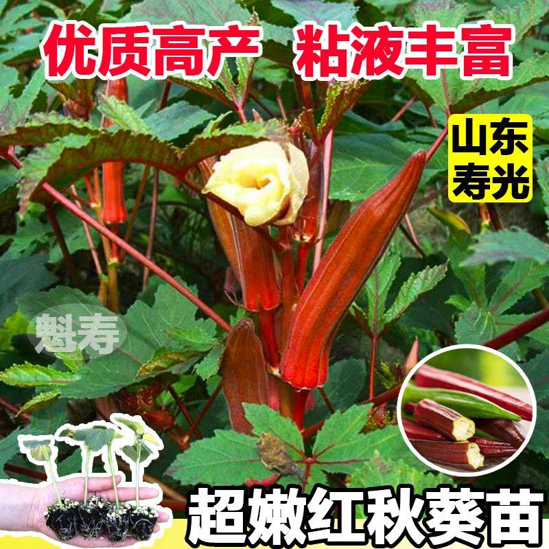 红秋葵苗子种高产水果四季