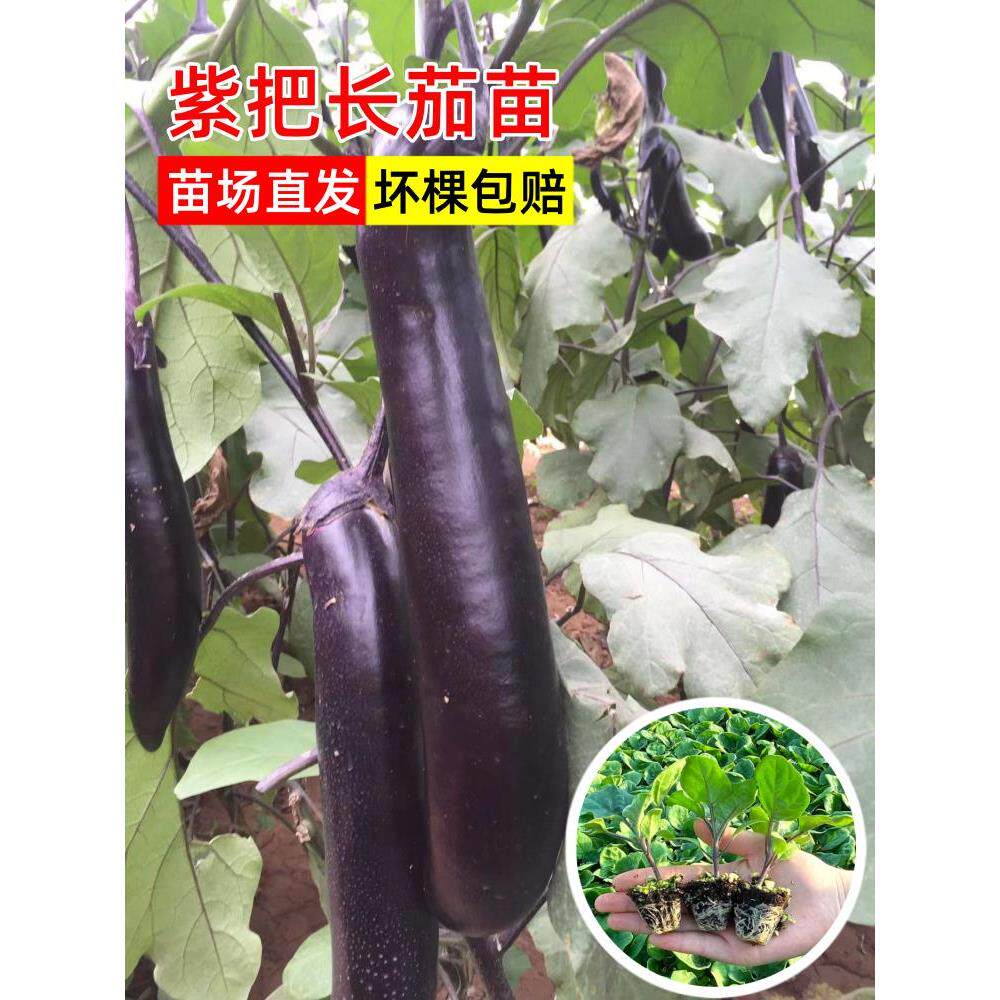 紫把长茄苗孑秧苗带土发货老品种长茄子苗四季菜园庭院种植蔬菜苗