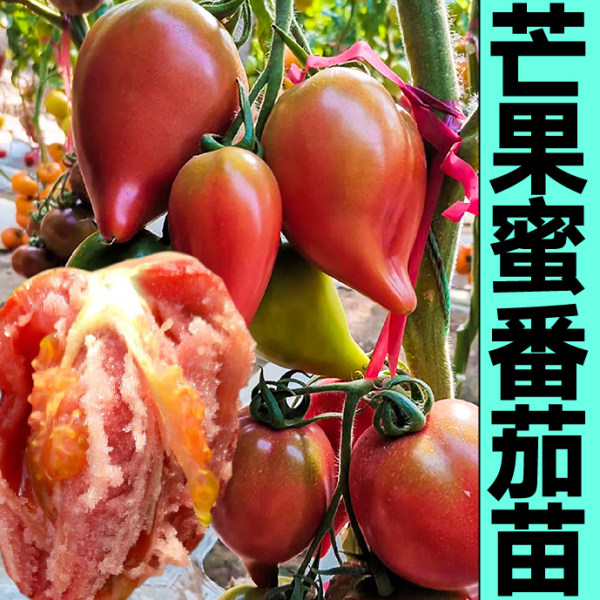 寿光芒果蜜番茄苗秧带土球沙瓤超甜黄芒果西红柿种子籽春秋庭院