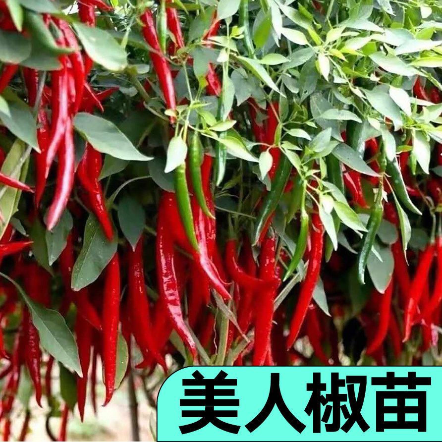 寿光香辣美人椒苗秧带土球