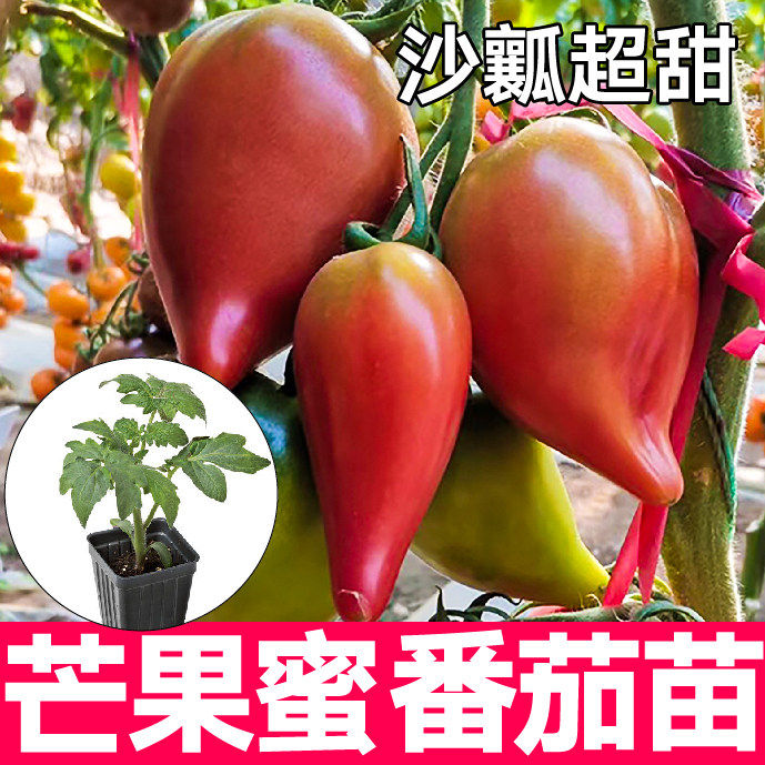 山东寿光红芒果蜜番茄苗秧带土球黄芒果蜜西红柿种子春秋四季盆