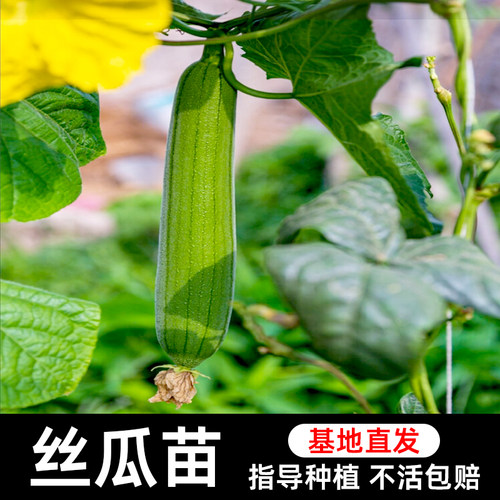 丝瓜苗秧阳台特色蔬菜春季