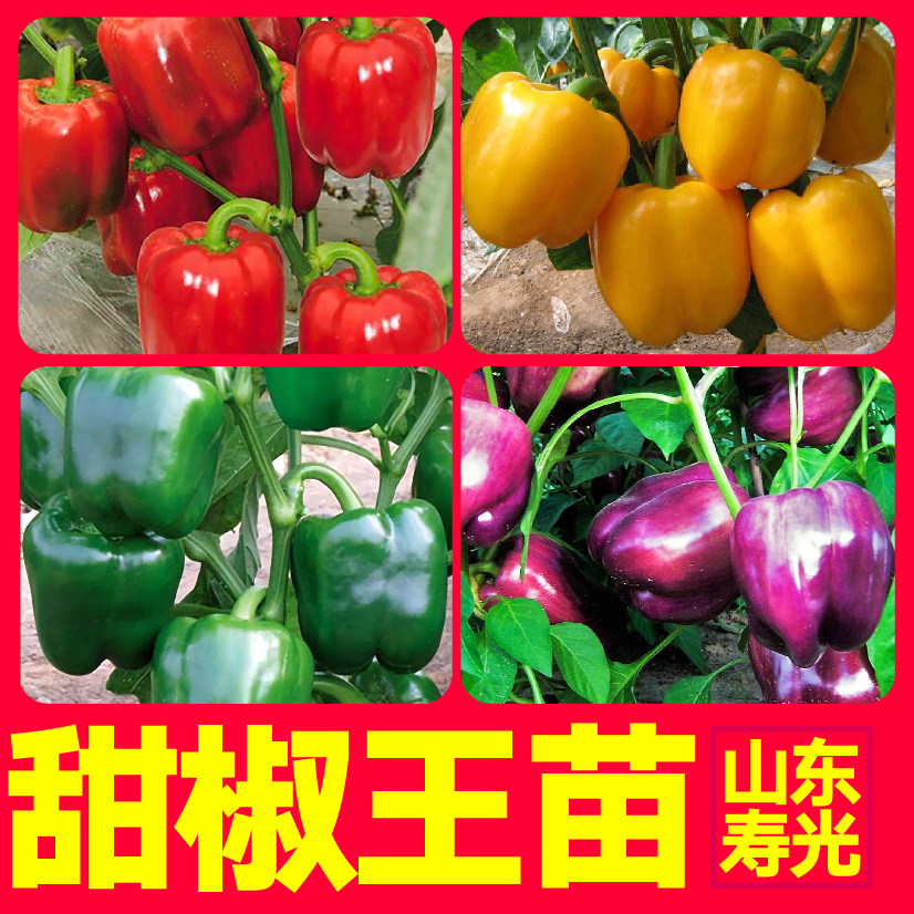特大五彩甜椒王苗秧带土球