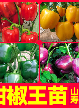 特大五彩甜椒王苗秧带土球红黄绿紫色方椒太空辣椒种子四季盆栽