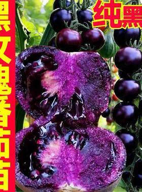 爆甜纯黑紫色黑玫瑰番茄秧苗小柿子圣女果种子盆栽阳台包对版带土