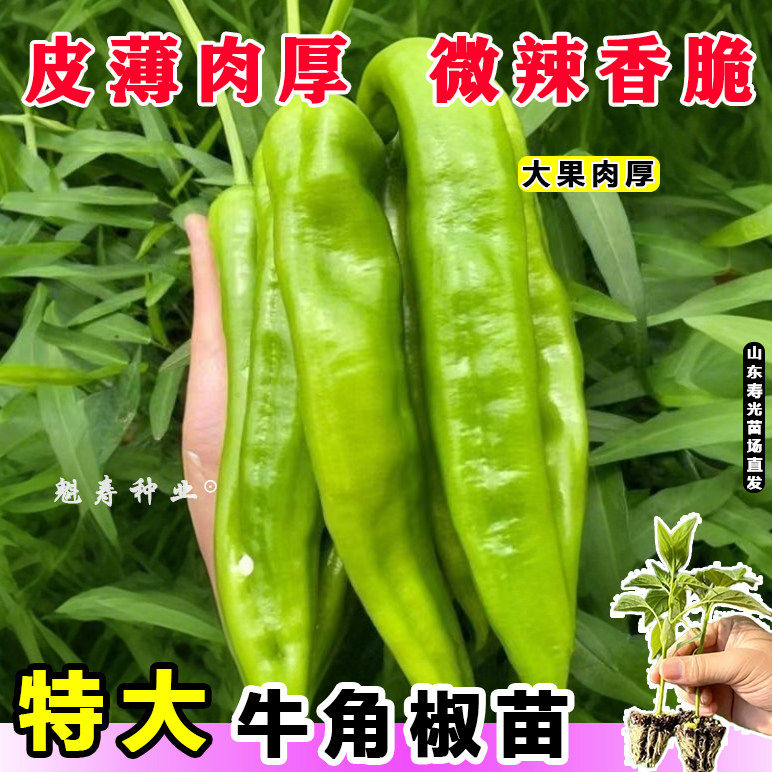 寿光特大牛角椒苗秧高产皮