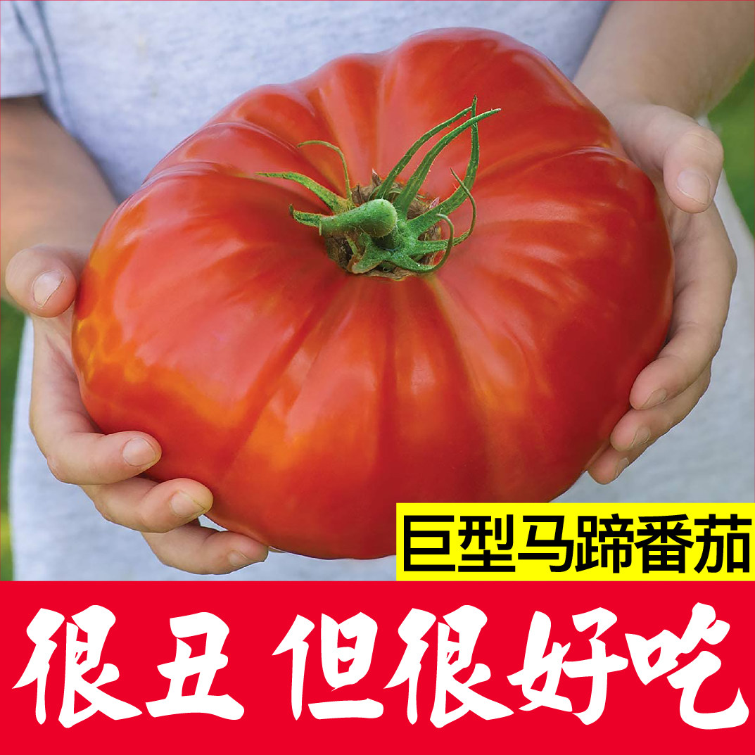 巨型马蹄番茄苗秧西红柿种