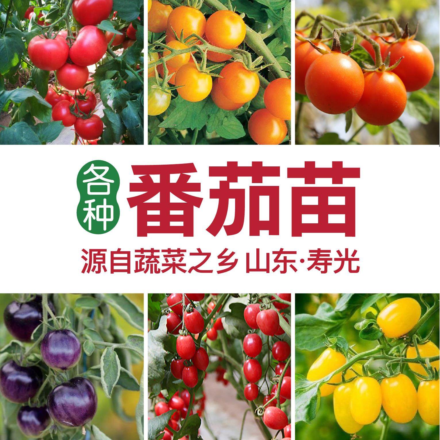 寿光四季西红柿苗矮生番茄