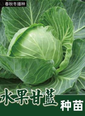 黄芯水果甘蓝种苗春秋紫子