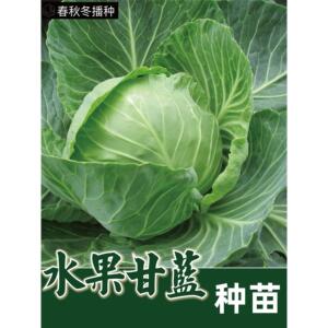 黄芯水果甘蓝种苗春秋紫子