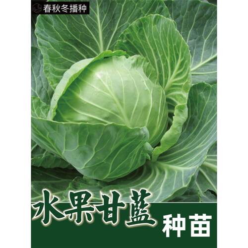 黄芯水果甘蓝种苗春秋紫子