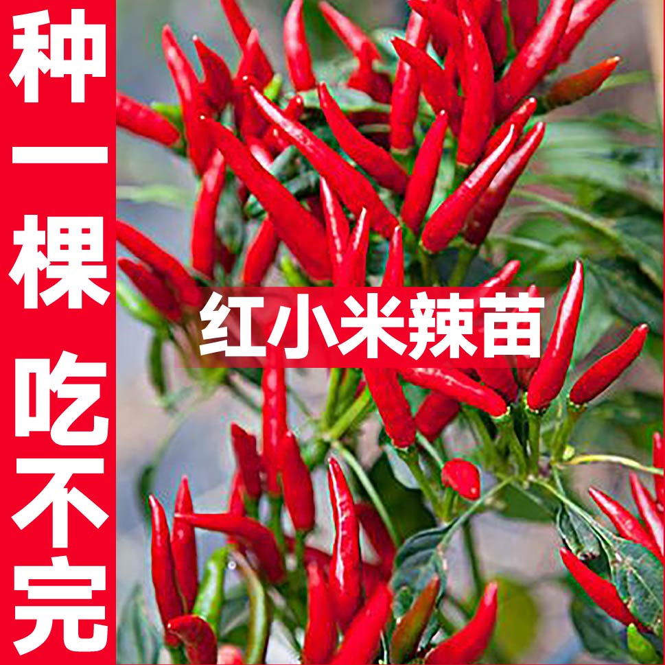特辣红小米苗秧白朝天椒野