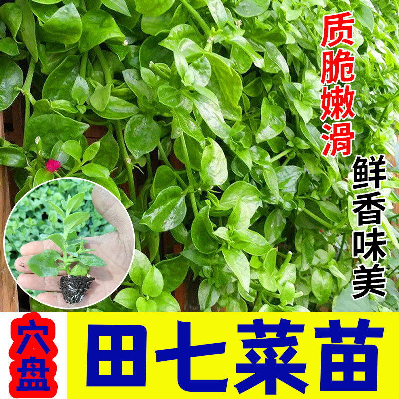 田七种苗四季植室内盆栽天