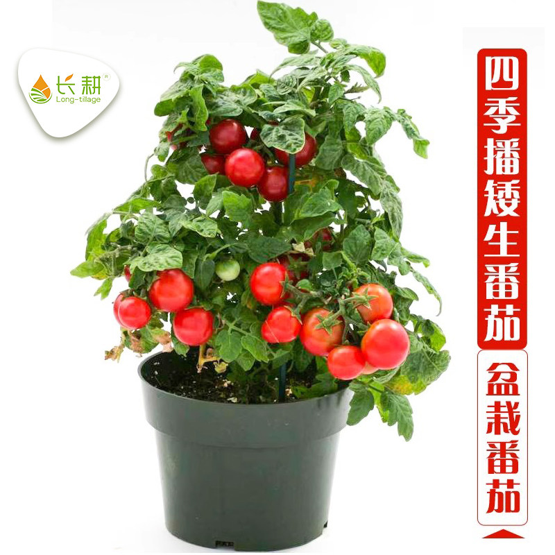 矮生樱桃小番茄种圣女果苗