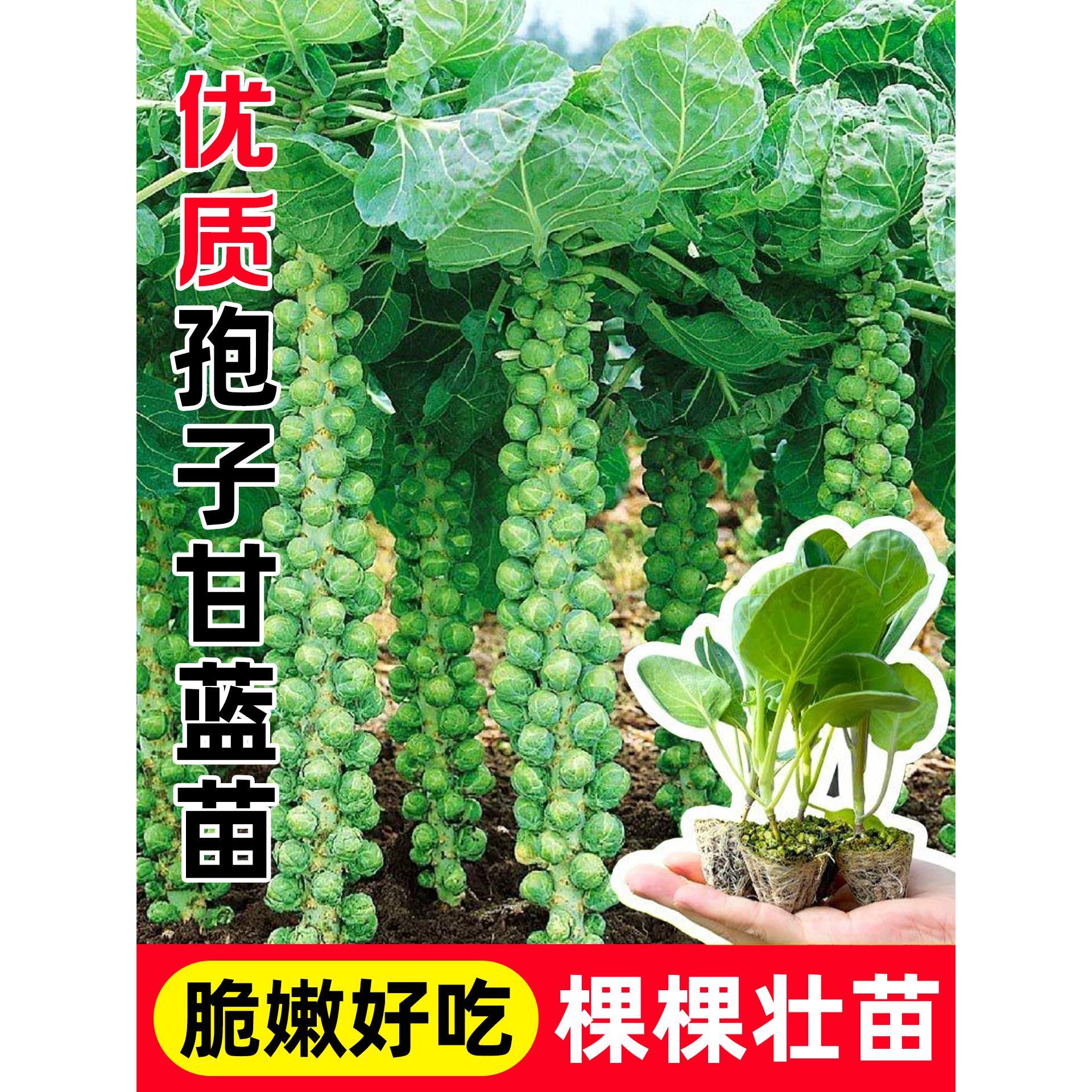 孢子甘蓝苗秧带土盆栽包菜