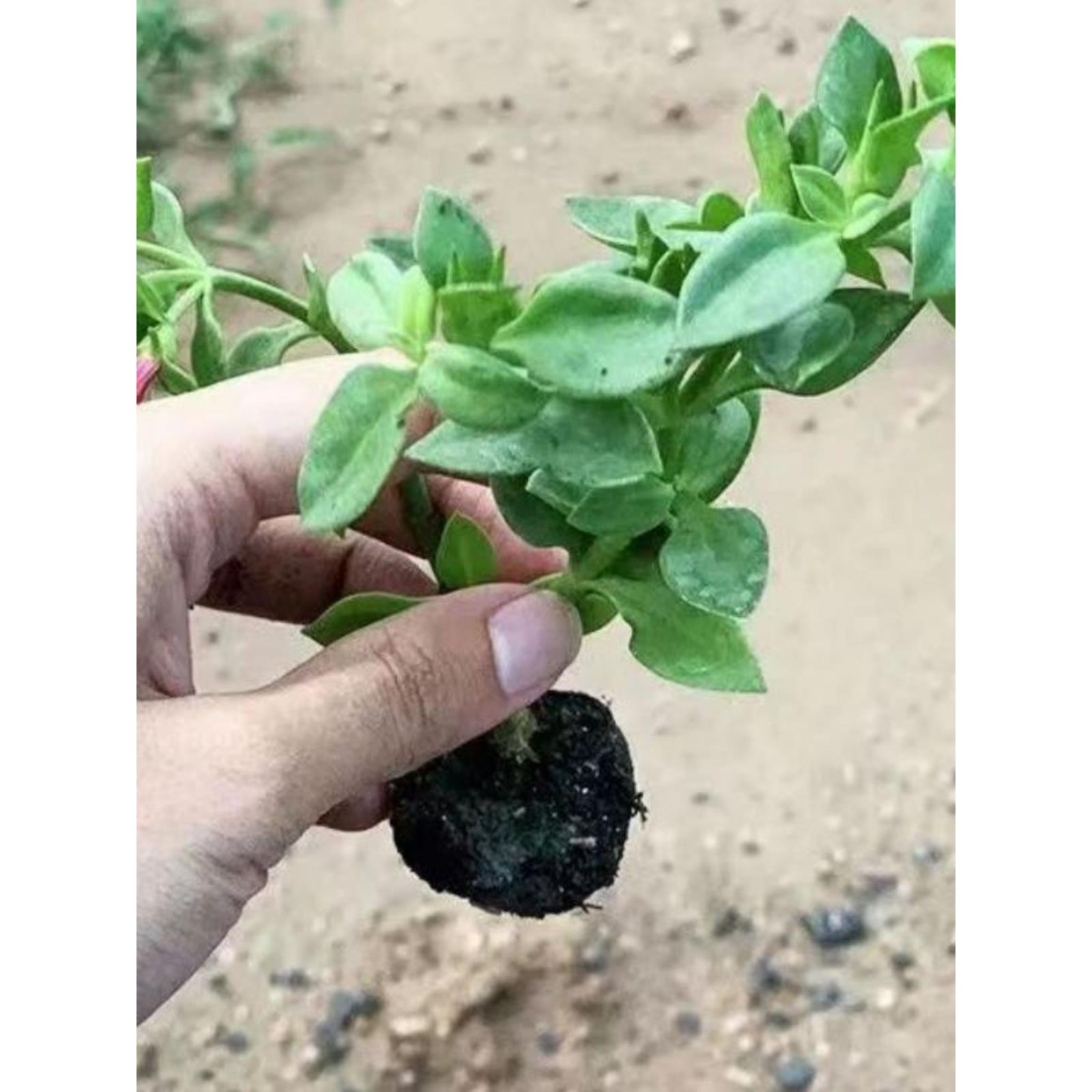 田七菜种苗四季植室内盆栽