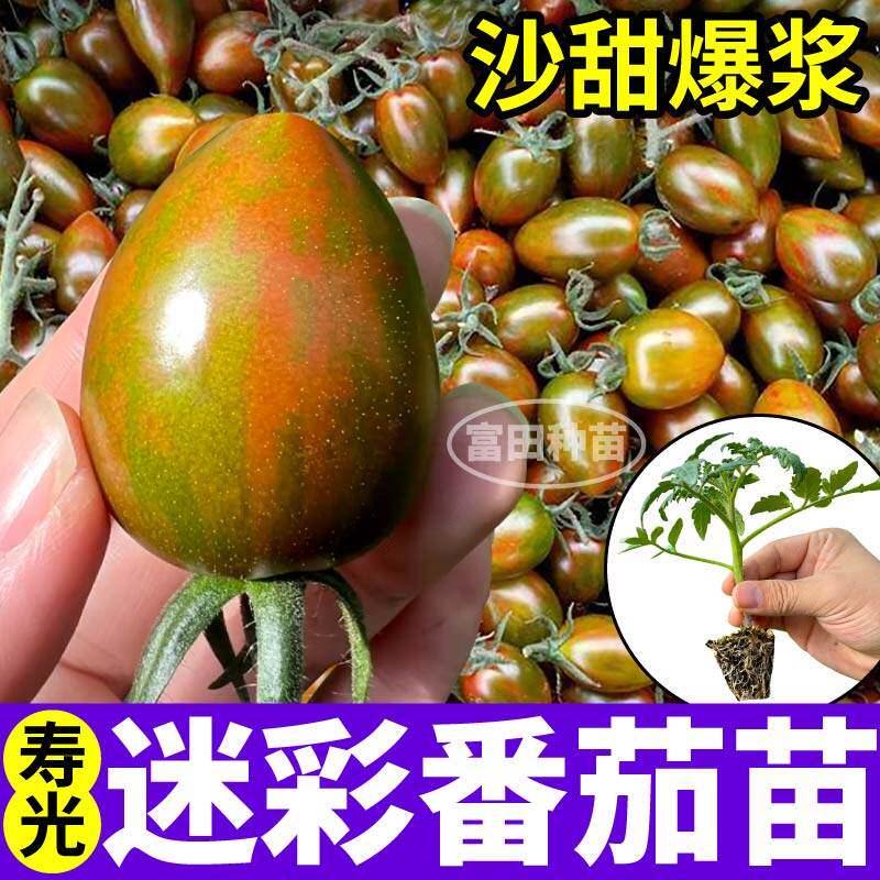四季迷彩樱桃小番茄苗秧黑