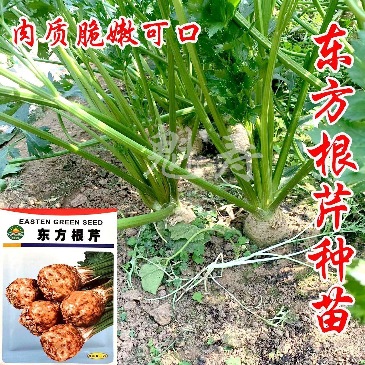 东方根芹种籽子西菜块苗洋