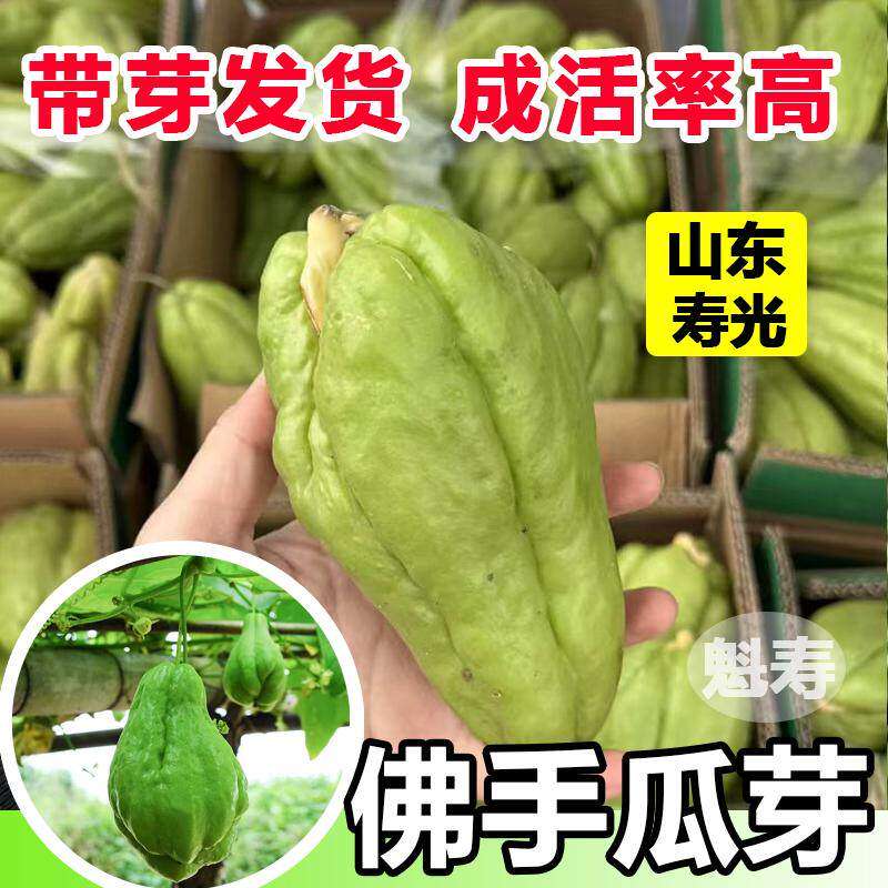 佛手瓜新鲜冬天菜苗秧四季