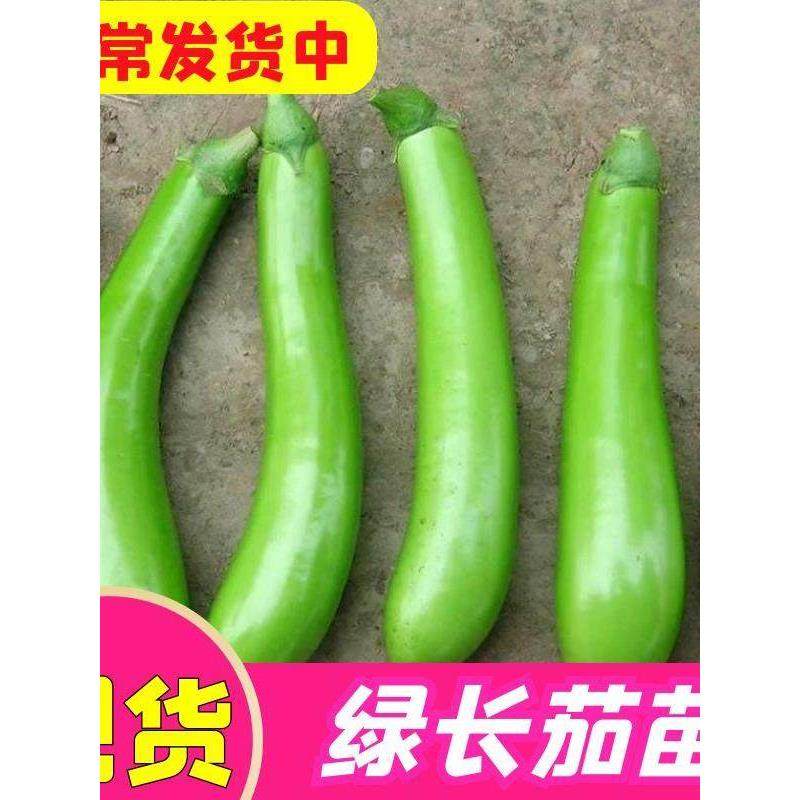 正宗绿长茄秧苗线椒螺丝番