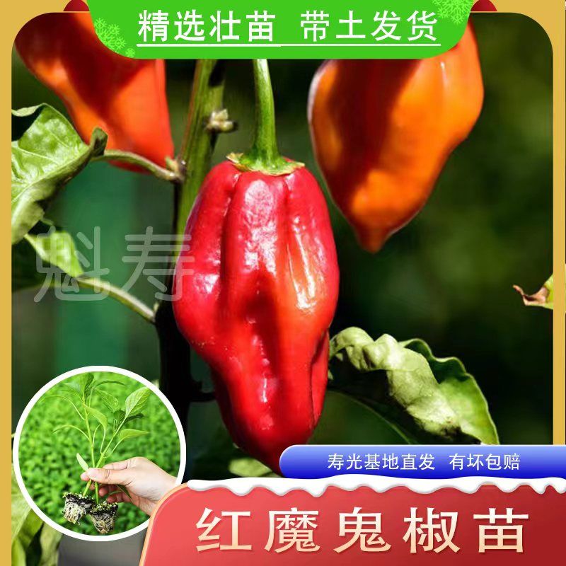 变态辣椒苗印度魔鬼种秧特
