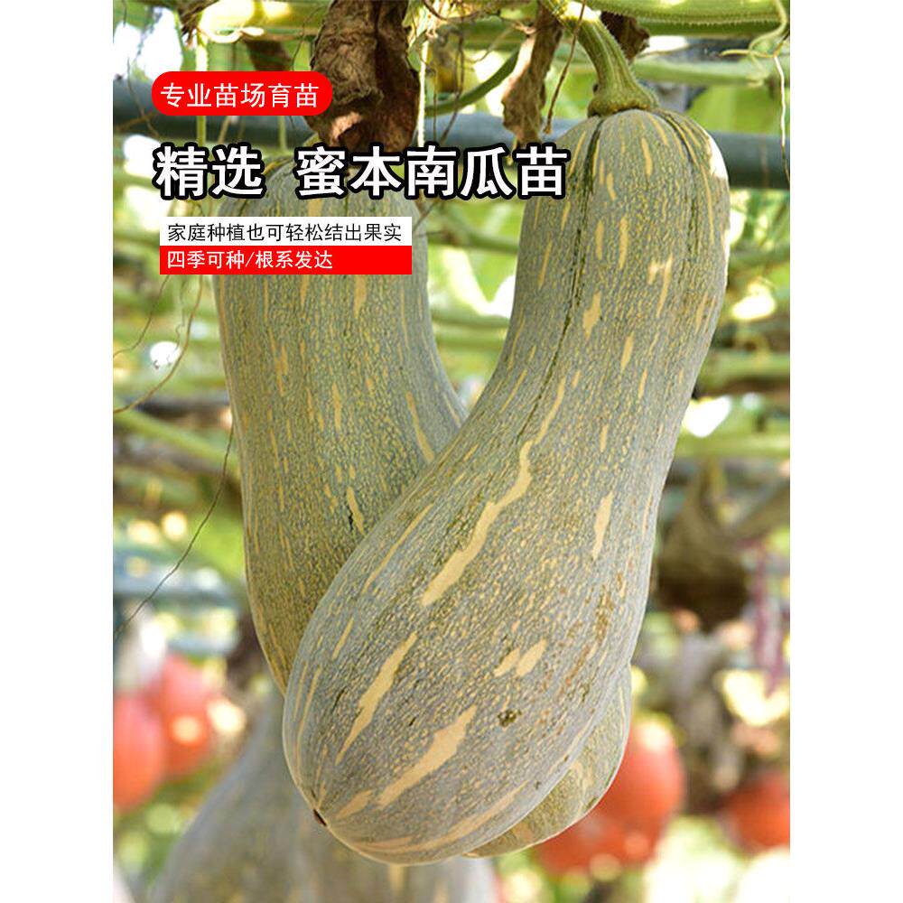 蜜本南瓜种苗子正宗四川农