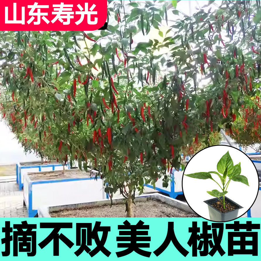高产四季摘不败美人椒秧苗