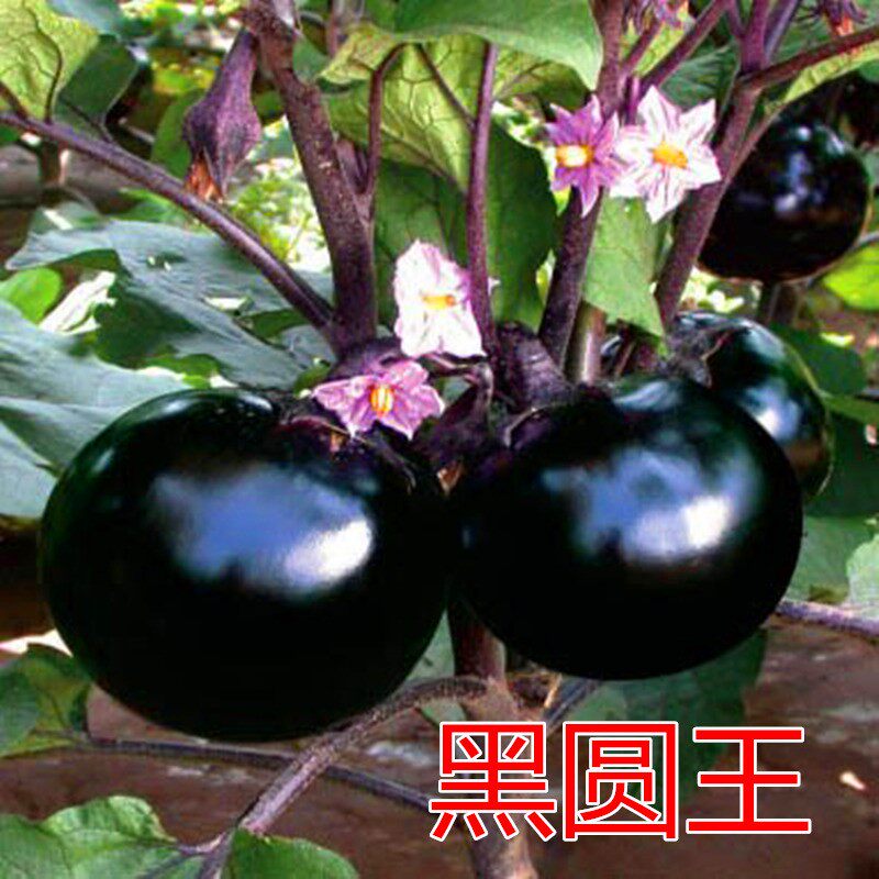 圆茄种子嫁接苗黑色形籽紫