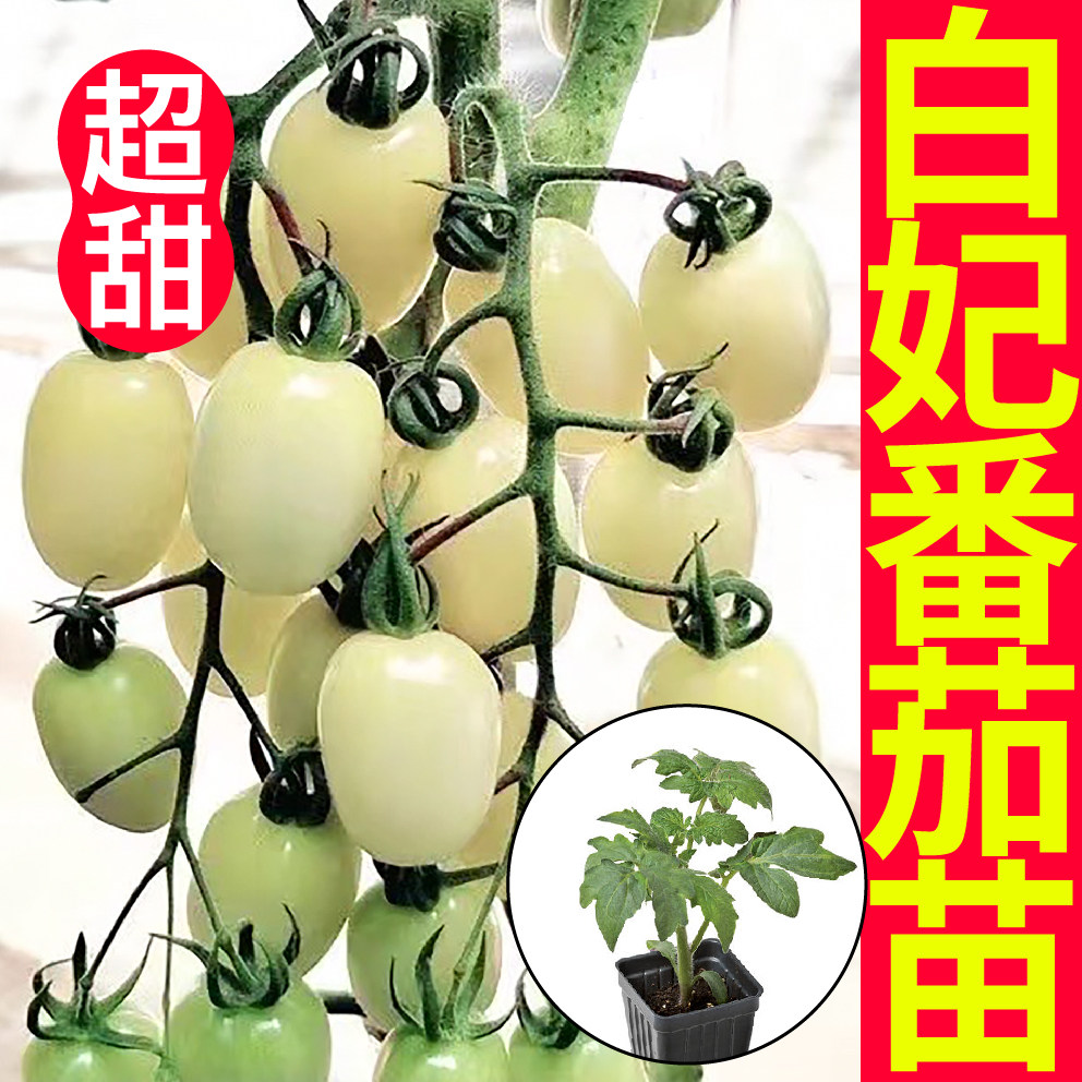 白妃番茄苗秧带土球四季春