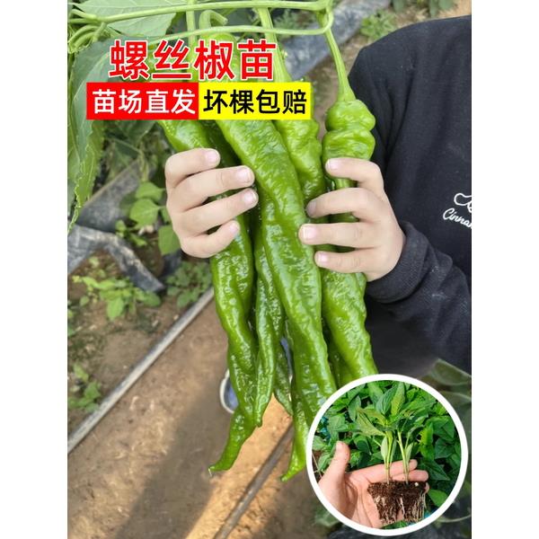 大果香辣螺丝椒苗巨型陇种