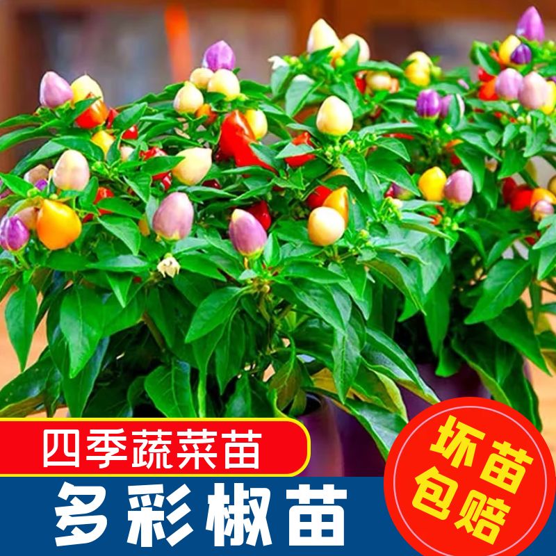 五彩泡椒种子苗辣彩椒籽种盆栽蔬菜辣椒种籽孑辣子椒辣苗