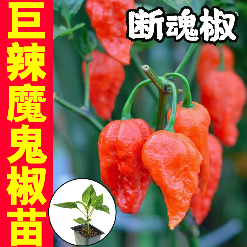 巨辣魔鬼椒苗秧特印度断魂