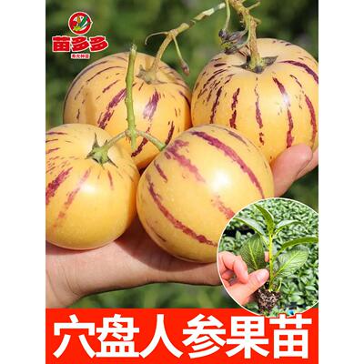 人参果苗秧四季长寿种正宗