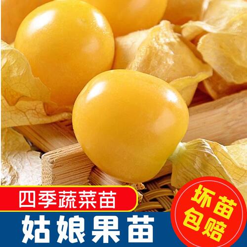 姑娘果苗子姑娘果秧苗四季蔬菜苗
