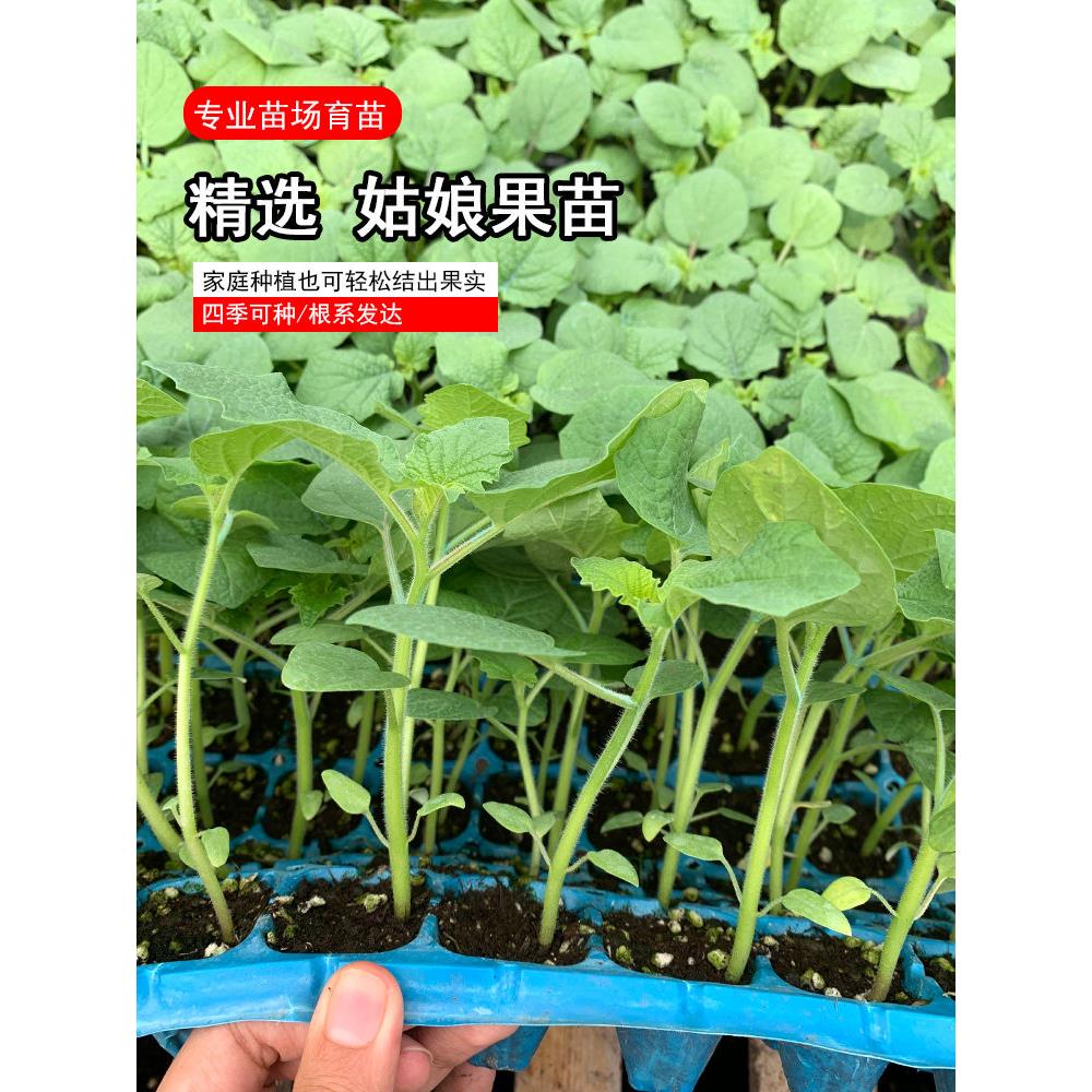 山东寿光高产大果金姑娘秧