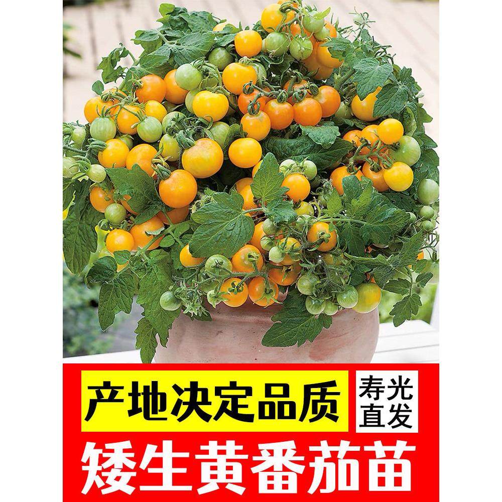矮生黄盆栽番茄种子室内四