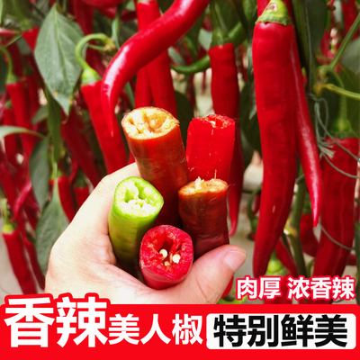 美人椒种子苗特色红尖长辣