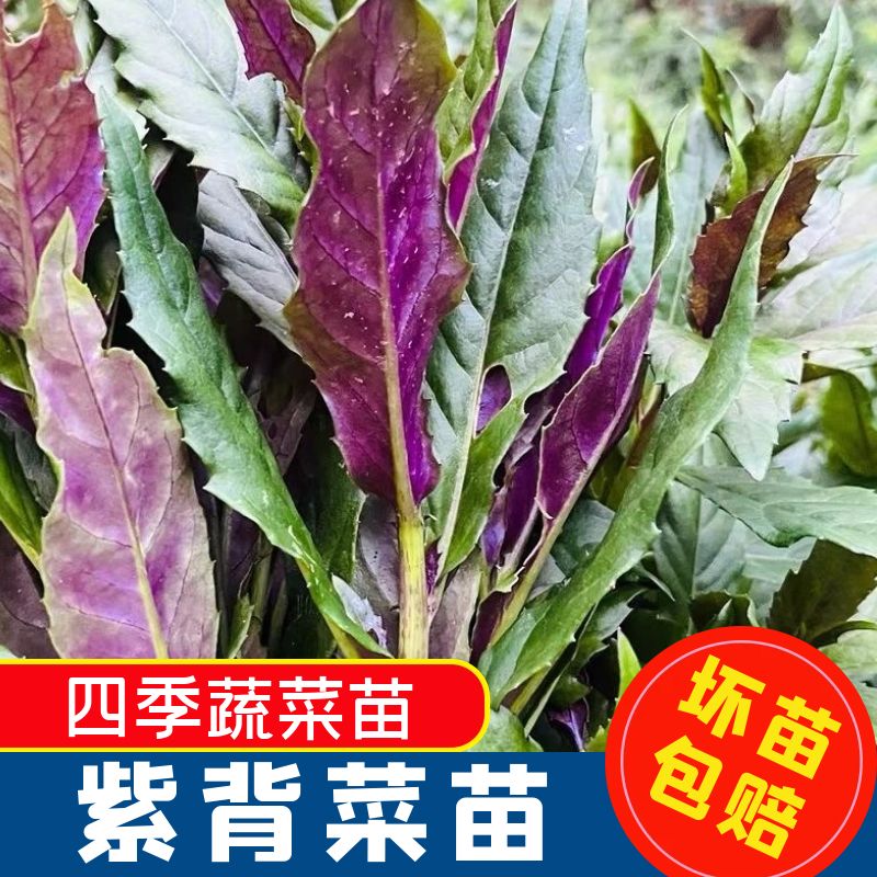 紫背天葵苗正宗菜血皮四季