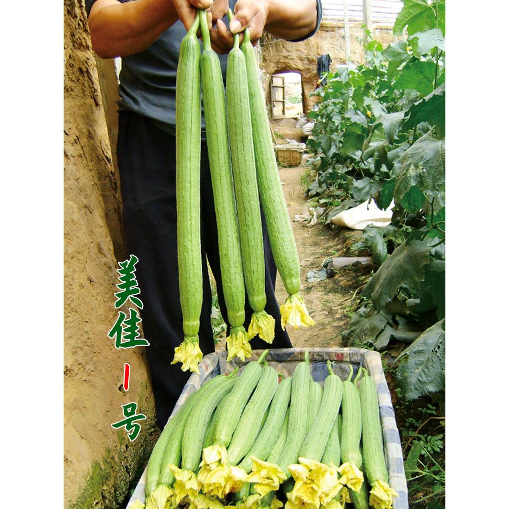 长丝瓜种子籽苗带土菜蔬四