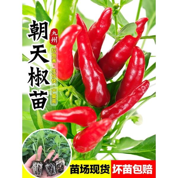 香辣朝天椒苗秧南方种指子