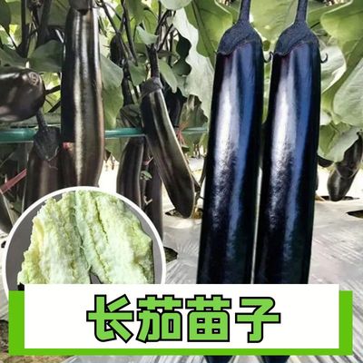 紫红色长茄子种籽种子苗本地长茄直根茄苗四季秧苗蔬菜大孑秧带土