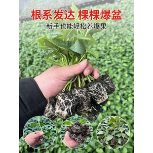 辣椒种苗大全四季朝天椒树苗小米椒七彩薄皮椒螺丝椒秧苗种子盆栽