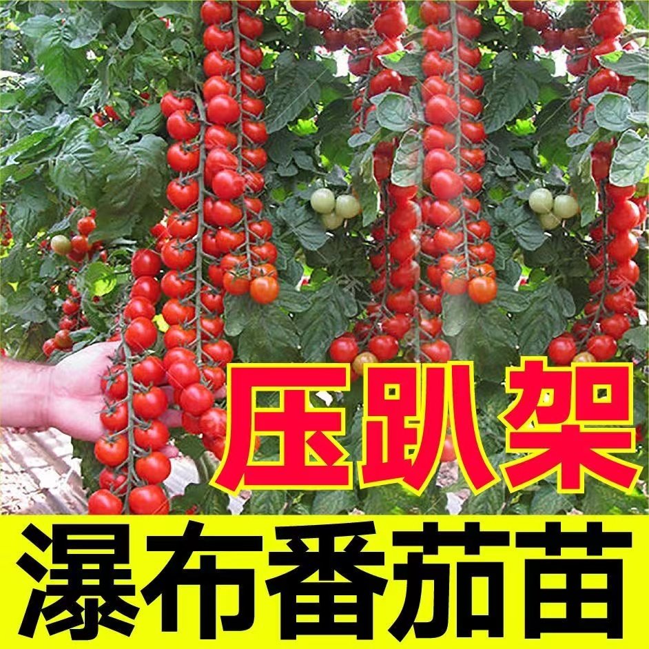 山东寿光压趴架珍珠瀑布番